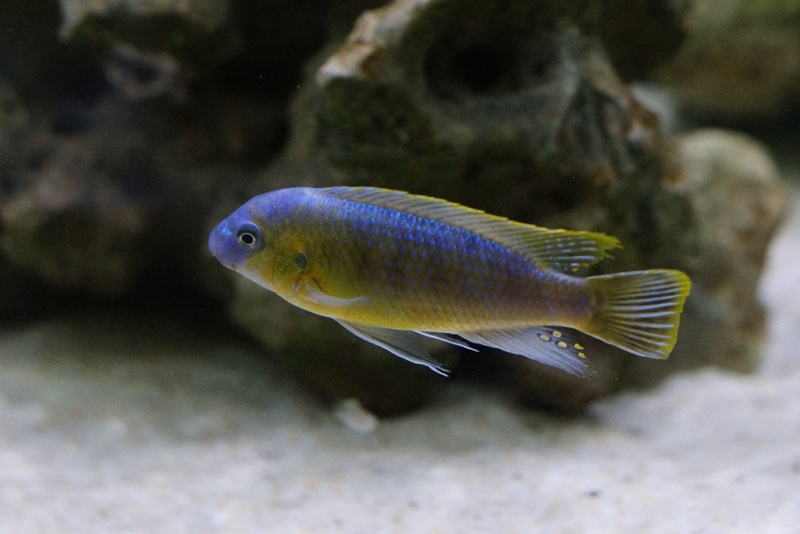 Labeotropheus fuelleborni 'Katale Island'